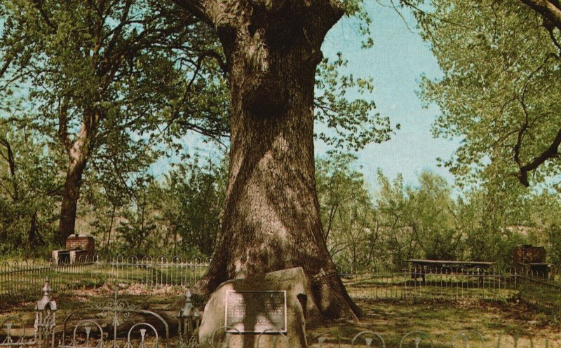 Vintage Postcard Historic Council Oaks Park Dardanelle AR Arkansas Trees