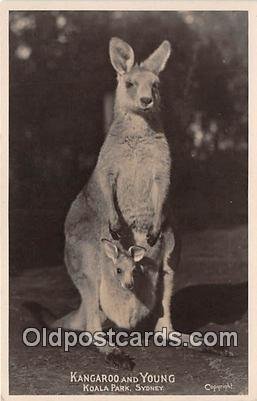 Koala Park, Sydney Kangaroo & Young Unused 