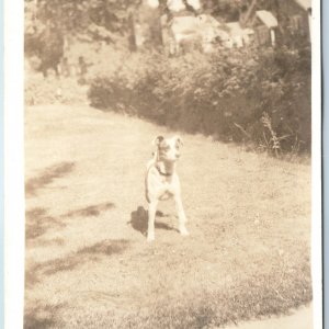 c1910s Cute Jack Russell Terrier Dog RPPC Outdoor Adorable Pet Animal Photo A212