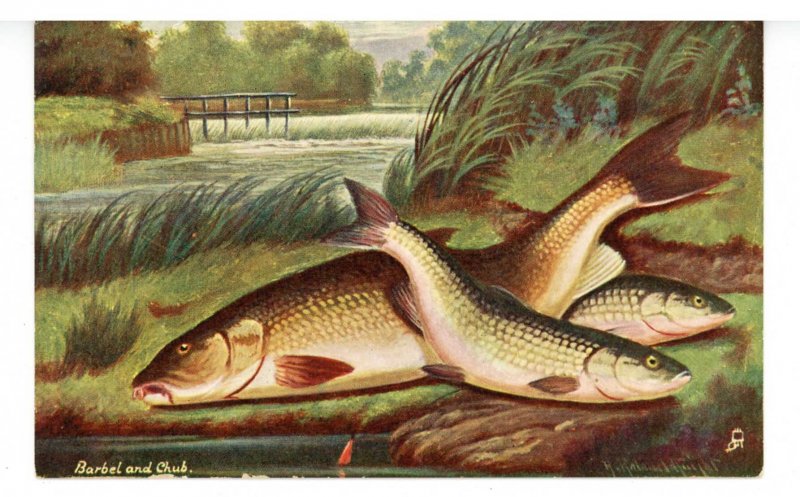 Fishing - British Fish- Barbel & Chub (Tuck Series II, No. 1549) 