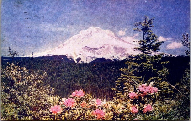 Mt. Hood and Rhododendrons Oregon Postcard PC170