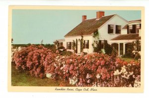 MA - Cape Cod. Rambler Roses