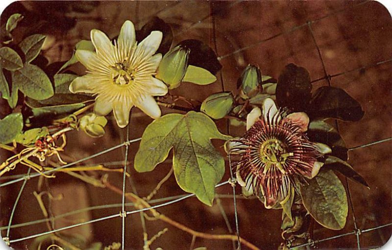 Bermuda's Passion Flower White and Purple Varieties Bermuda Island Unused 