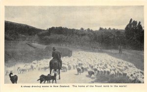 Lot300 a sheep droving scene in new zealand types folklore