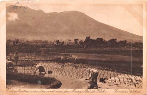 Tadi Planten aan den voet van den Merapi, Fort de Hock Indonesia, Republik In...