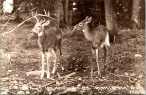 Vtg 1930s Rhinelander Wisconsin WI Deer in Northwoods RPPC Real Photo Postcard