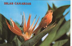 BG11890 islas canarias bird strelitzia reginae  spain