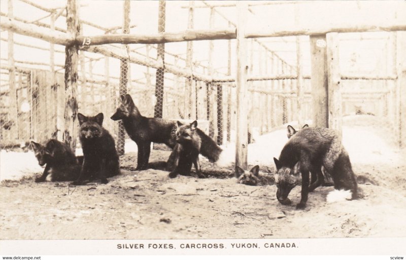 RP; Carcross, Yukon, Canada, 00-10s ; Silver Foxes
