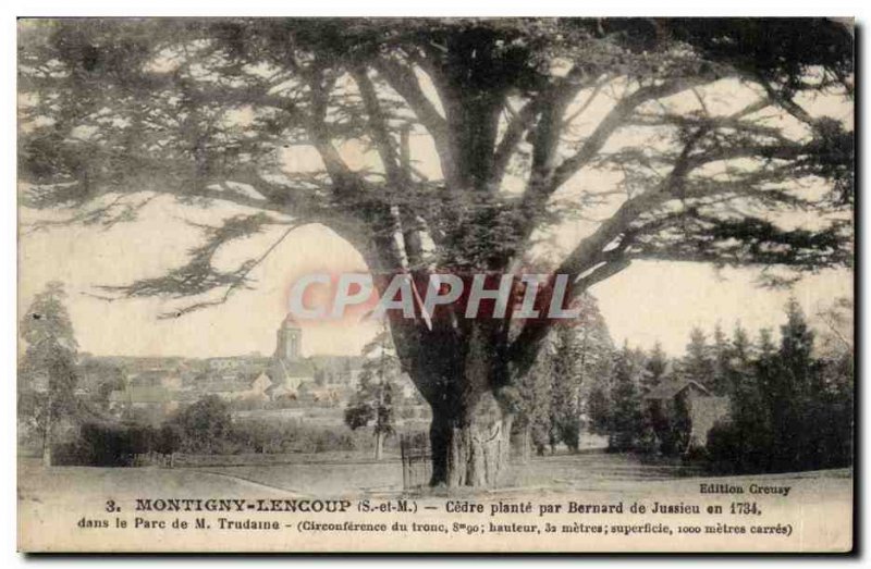 Montigny Lencoup - Cedre plant by Bernard de Jussieu in 1734 in the M Park Tr...