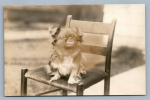 PEKINGESE DOG ANTIQUE REAL PHOTO POSTCARD RPPC