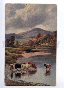 234879 OLIO Landscape Rural COW in Water Vintage postcard