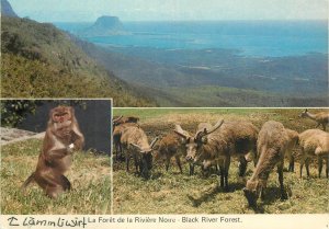 Postcard Africa Indian Ocean Mauritius Black River forest monkey moose 