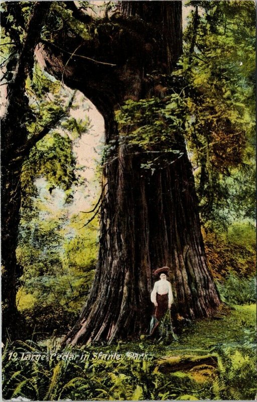 Vancouver BC Large Cedar Tree Stanley Park Unused Edwards Bros Postcard H21