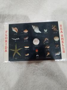 Vintage Postcard, FK 156.  Florida State Series, Florida Sea Shells