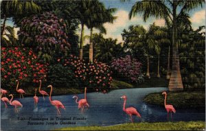 Postcard FL Flamingos in Tropical Florida Sarasota Jungle Gardens