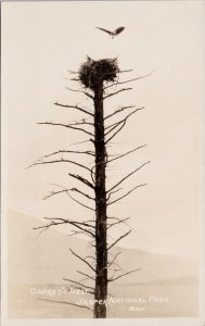 Osprey Nest Jasper Park Alberta AB Bird Falcon Unused FH Slark RPPC Postcard H42