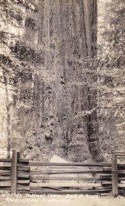 California Redwood Highway World's Tallest Tree 964 Feet High Real Photo