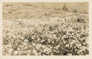 RPPC Avalanche Lilies Flowers Sol Duc Meadow Olympia National Park WA Washington