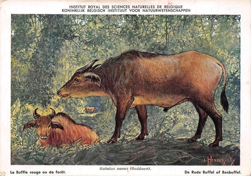 Voorlopige naam verwarring single Musee Belgique, Bubalus nanus, caffer (Boddaert) African forest buffalo, fauna | Topics - Animals - Other, Postcard / HipPostcard Voorlopige naam verwarring single Musee Belgique, Bubalus nanus, caffer (Boddaert) African forest buffalo, fauna | Topics - Animals - Other, Postcard / HipPostcard