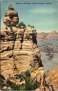 postcard Grand Canyon - Duck on the Rock