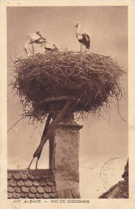 France Alsace Nid De Cigognes Storks 1935