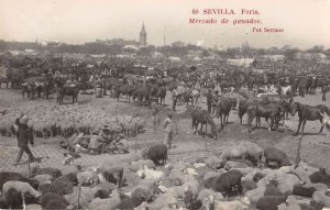 Sevilla Seville Spain Cattle Market Farming Real Photo Vintage Postcard AA33340