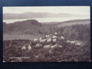 Country Life PEACE & PLENTY Sheep Grazing on upland Crag - Old Postcard