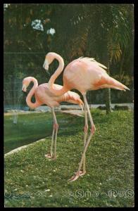 Colourful Flamingos at the Zoo, Royal Botanical Gardens, Hope, Jamaica