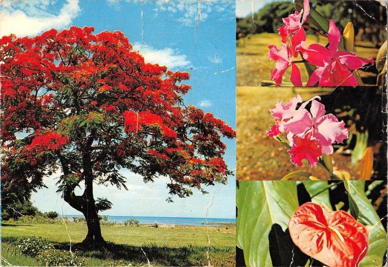 BR49750 Le flamboyant et fleurs ile maurice    Mauritius