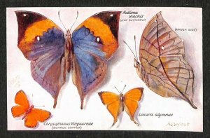 Butterflies On The Wing Perforated Kallima irachis A. L. West Artist Postcard