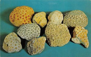 Petoskey stones Mining Unused 