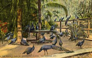 FL - St Petersburg. Peacock Farm