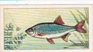 Badshah Tea Trade Card Fish &  Bait No 1 Rudd