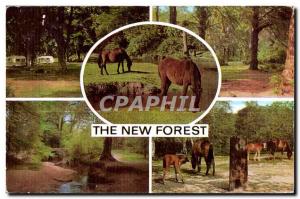 Modern Postcard The New Forest Horse Horse