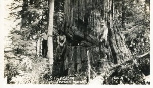 Postcard RPPC View of a 9 Foot Cedar in Western Washington.     aa6