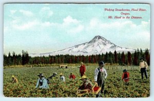 HOOD RIVER, Oregon OR ~ PICKING STRAWBERRIES Mt. Hood c1910s Farming  Postcard