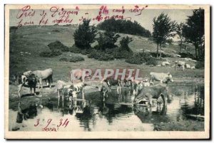 Postcard Ancient Near Digoin Cows