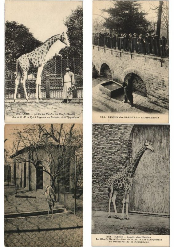 ZOO JARDIN DE PLANTES 200 Vintage ANIMAL Postcards pre-1930 (L4066)