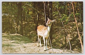 Animal~Gentle Fawn In Gobblers Knob Zoo Farm Parke County IN~Vintage Postcard