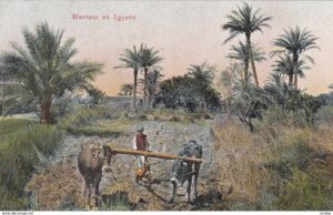 Egypt , 1900-10s ; Blanteur en Egypte