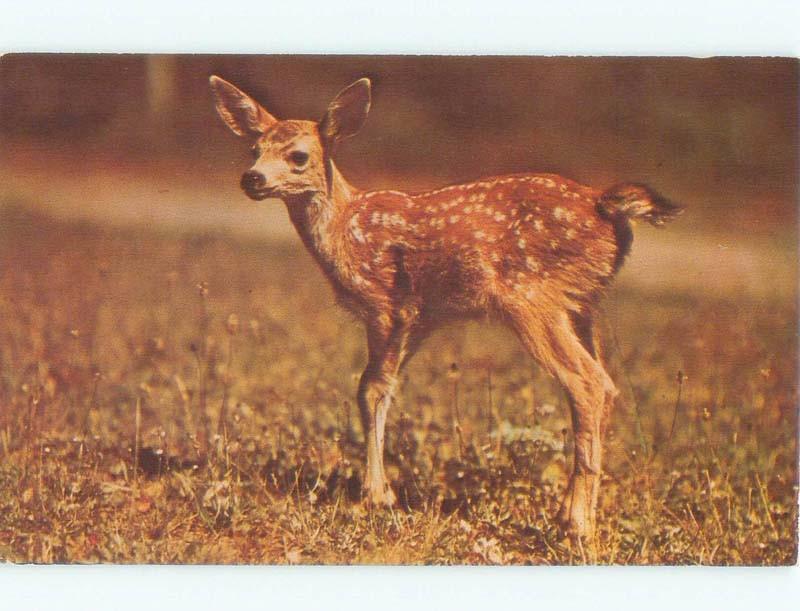 Pre-1980 BABY DEER IN MICHIGAN WOODLANDS Published In Ypsilanti MI E5643