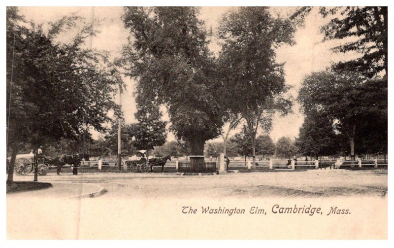 Massachusetts  Cambridge , Eashington Elm, Park, Horse wagons