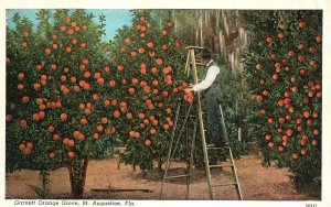 Vintage Postcard Garnett Orange Grove North of City Gates St. Augustine Florida