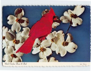 Postcard North Carolina Flower & Bird, North Carolina