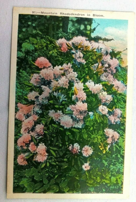 Vintage Postcard 1920's Mountain Rhododendron in Bloom Pub. Asheville Co.