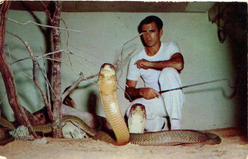 Snake - King Cobra