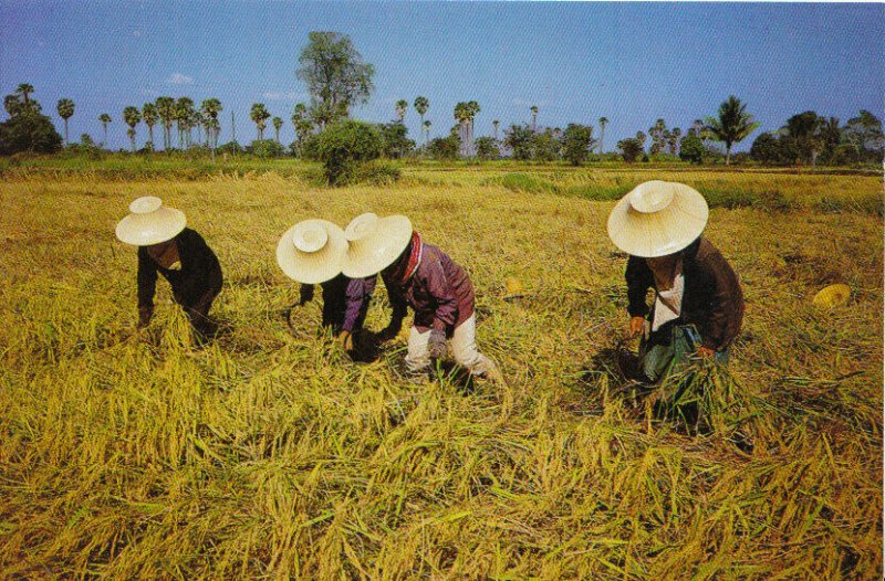 Thailand Postcard - Thai Farmers Are Harvesting Their Rice - Ref 9410A