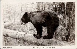 Dryden Ontario Black Bear Lakewood Studio Kenora RPPC Postcard H21 *as is