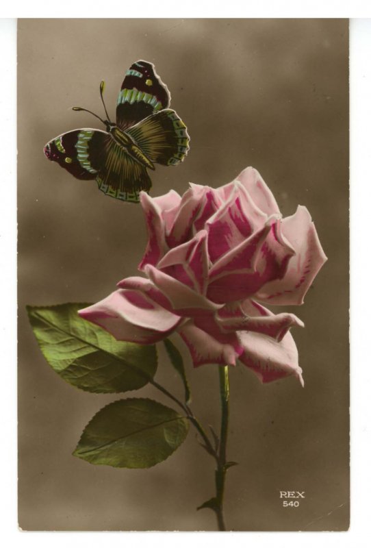 Butterfly - With Rose      *RPPC