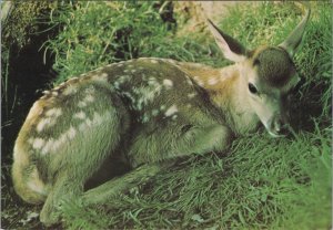 Animals Postcard - Red Deer Fawn, Scottish Wildlife  Ref.RR17188